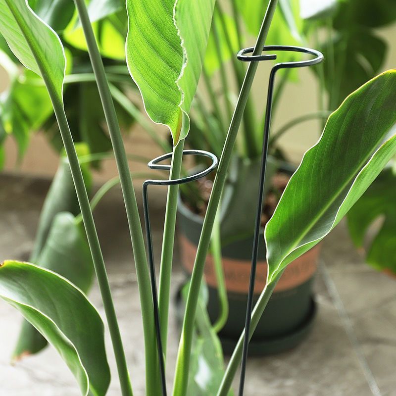 1/10pcs Garden Support Stake R - огляд і ціна Gardening Tools For Vines