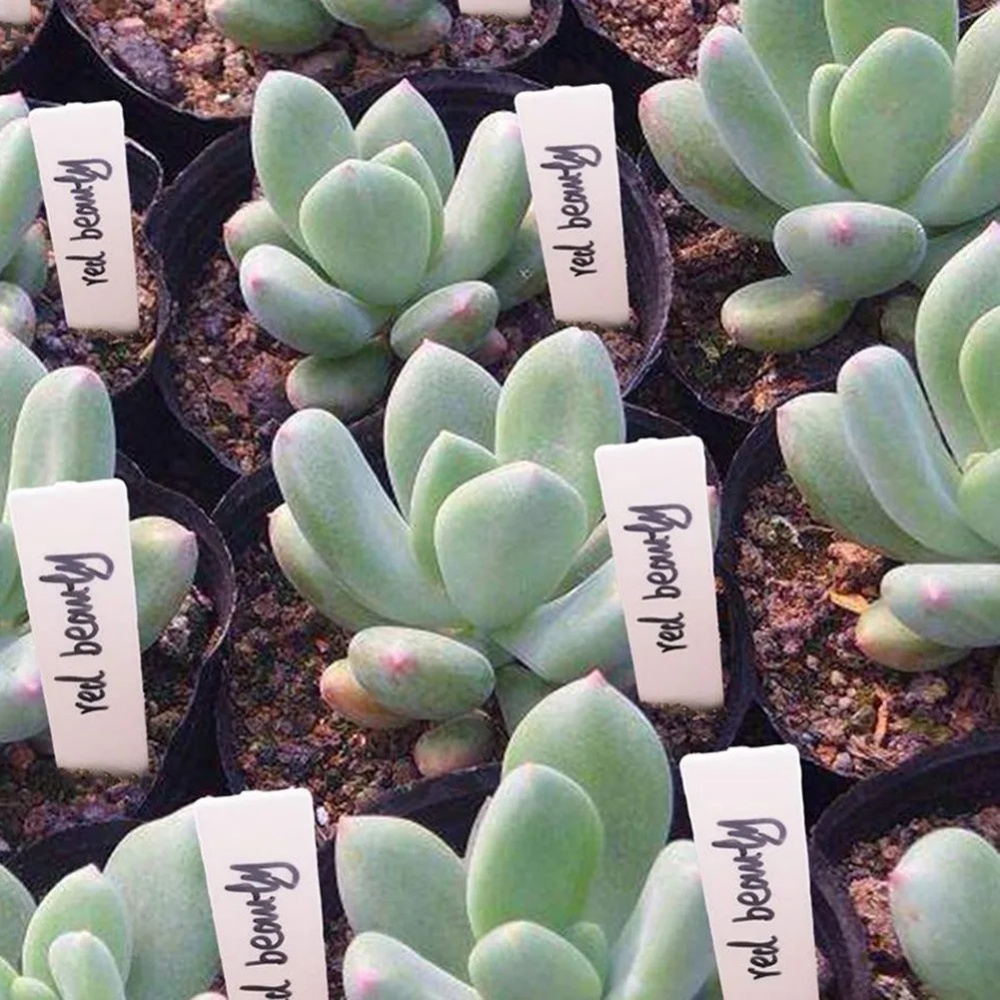 100PCS Garden Plant Labels Pla - огляд і ціна Gardening Tools Labeled