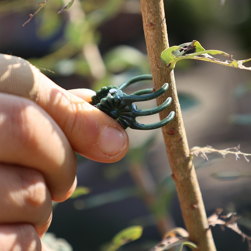 Wholesale Mini Plant Support C - огляд і ціна Gardening Tools For Vines