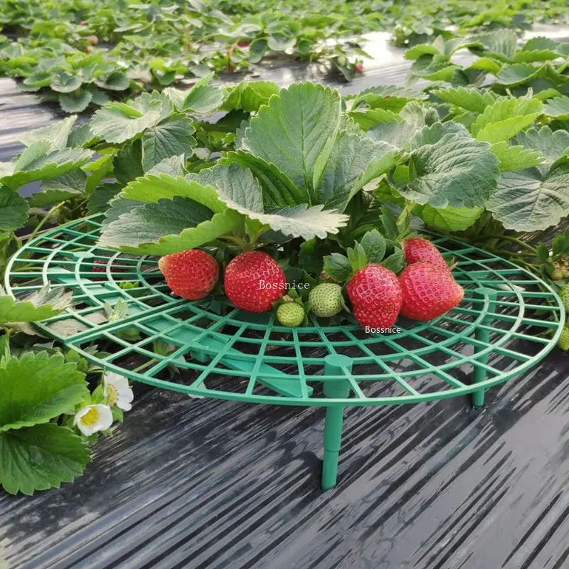 1Pc Strawberry Plant Support R - огляд і ціна Gardening Tools For Vines