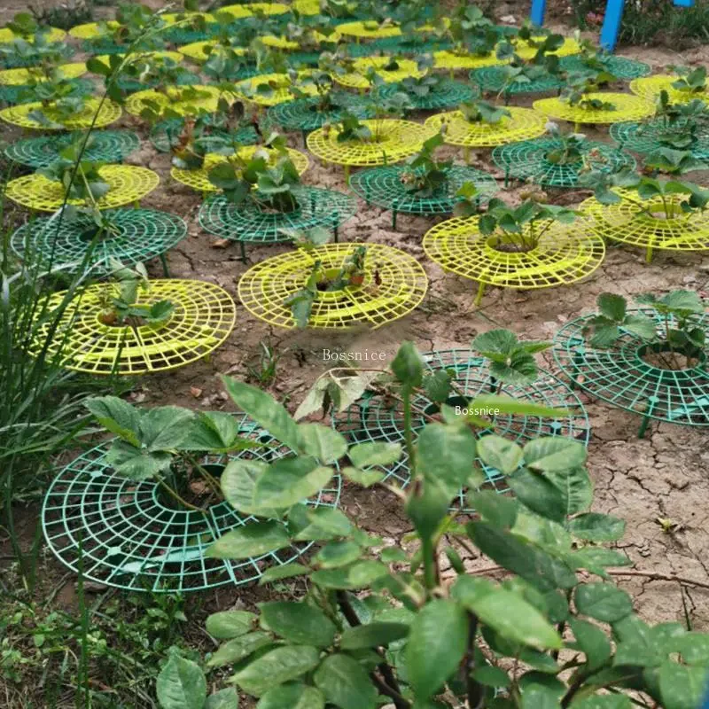 1Pc Strawberry Plant Support R - огляд і ціна Gardening Tools For Vines