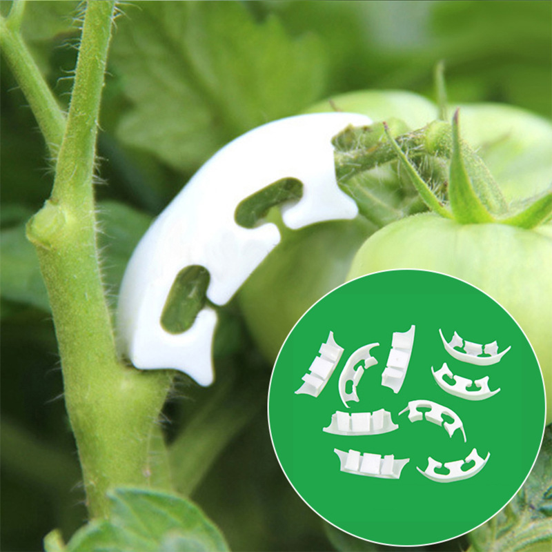 50/100pcs Botany-stem Vine Str - огляд і ціна Gardening Tools For Vines