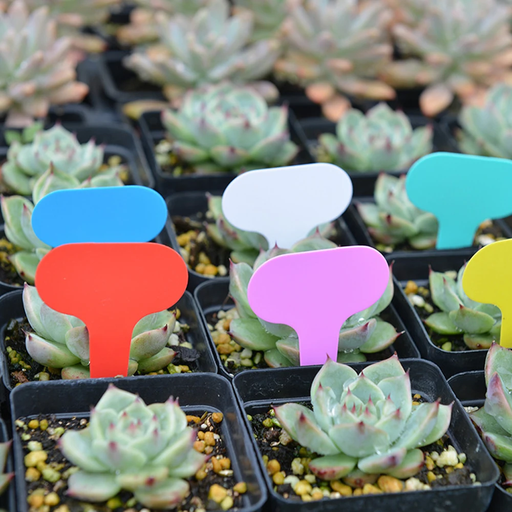 yes50PCS Garden 5x7CM Plant La - огляд і ціна Gardening Tools Labeled